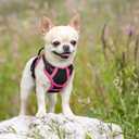 rabbitgoo Dog Harness No Pull with 2 Leash Clips, Adjustable Soft Padded, Reflective Oxford No Choke Pet Vest with Easy Control Handle for Large Dogs, Black & Hot Pink, XS