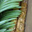 Fairyrain Artificial Palm Tree 10.5FT 420LED Outdoor Lighted Palm Trees