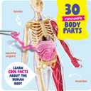 Dan&Darci Human Anatomy Squishy Body Model - Science Kits for Kids Ages 4-8 - STEM Toys for 4 5 6 7 8 Year Old Boy Birthday Gift - Learning Educational Toys for Ages 5-7 Boys Gifts - Skeleton Parts