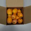 Quancru 20Pcs Fake Loquat Fruit Artificial Loquat Simulation Loquat Decoration Model DIY Home Kitchen Dinning Table Photography