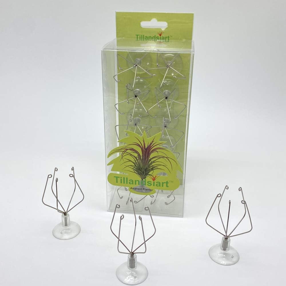 10 Pack Vertical Air Plant Holder (Suction Cup, Stainless Steel Tillandsia Air Plant Planter) A Unique Set of Air Plant Containers for Creating Tillandsia Art Display on Window. - Large
