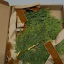 Chuangdi 6 Pcs Christmas Teardrop Swag with Velvet Bow for Wall Candle Sconce Cypress Swag Wreath Brown Bow Decor Artificial Greenery Cedar Ornaments for Christmas Xmas Wall Cabinet Chandelier Decor