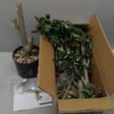 Olive Trees Artificial Indoor, 5FT Tall Faux Olive Tree with Moss and Planter, Artificial Plants Indoor with Natural Wood Trunk and Lifelike Fruits, Fake Tree for Home Office Living Room Decor