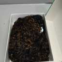 HUA Human Hair Wigs for Black Women, 8 Inch Short Curly, Brazilian Hair, Kinky Curl, 1B/30