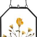 Pressed Flower Frames, Glass Floating Frames for Display Dried Plant Specimen Picture, Hanging Brass Photo Frame with Chain, Double Clear Glass, Vintage Wall Decor, Octagon, Black, 4x6 Inches (4L" x 6W")