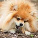 Nylabone Healthy Edibles Natural Dog Chews, Long Lasting Bones for Dogs, Bacon Flavor Dog Treats, X-Small (8 Count)