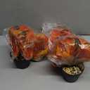 2 Pack Artificial Fall Plants Hanging Orange Vines Potted Fall Foliage Fake Pothos Trailing Plant Autumn Decoration for Indoor Outdoor Thanksgiving Bathroom Wall Kitchen Room Shelf Decor (Black Pot)