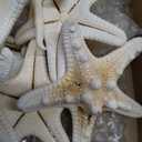 24PCS Sea Shells for Crafts Decoration - Real White Natural 2"-5" Scallop Shells and Starfish Coastal Christmas Craft Supplies, Beach Party, Painting, Easter DIY, Vase,Baking Shells, Birthday Gift