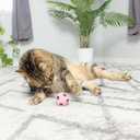 SPOT Sponge Soccer Ball Cat Toys - Interactive and Colorful Plush Toy, Fun for Cats and Kittens to Bat and Chase, Keep Cats Entertained - 1.5" Assorted 4- Pack