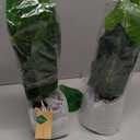 Der Rose 2 Pack Fake Plants Artificial Tropical Faux Plants Indoor for Office Desk Home Sage Green Decor