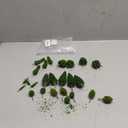 Tigeen 25 Pcs Model Trees Mixed Model with 1.4 Ounce Faux Green Moss Decor Tree Train Scenery Architecture for DIY Crafts, Building, Scenery Landscape(Natural Green)