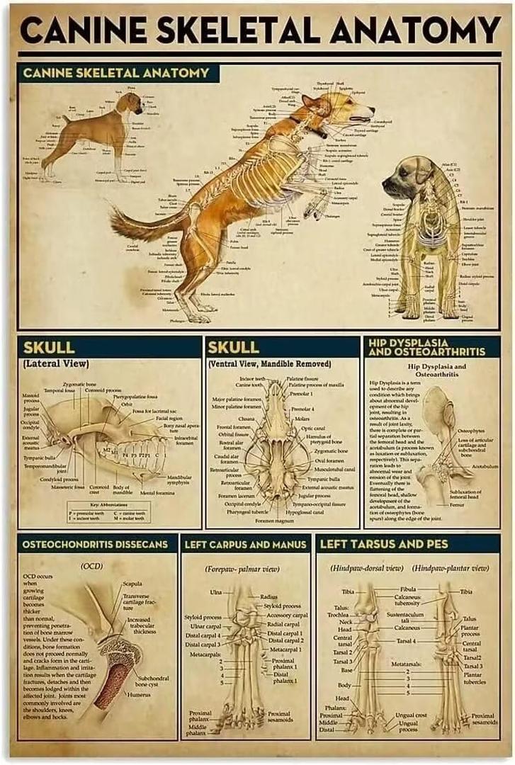 Canine Skeletal Anatomy Knowledge Metal Tin Sign Funny Science Posters School Education Farm Living Room Bathroom Kitchen Home Art Wall Decoration Plaque