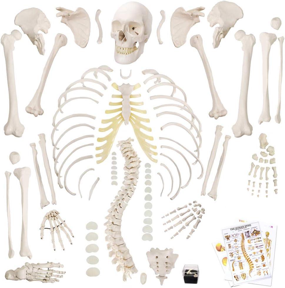 Disarticulated Human Skeleton Model for Anatomy 67 inch High, Full Size Skeleton Models with Poster, Skull, Bones, Articulated Hand & Foot