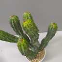 15 in. Green Indoor Artificial Cactus