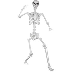 5.9ft/180cm Posable Halloween Skeleton, Life Size Skeleton Bones with Movable Joints for Halloween Graveyard Haunted House Spooky Scene Decor, 1pc