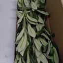 Waipfaru 5Pcs Olive Branches for Vases, Faux Olive Tree Branches with Lifelike Olives, Artificial Greenery Stems for Vases Centerpieces Floral Arrangements Decor, 18 Inch