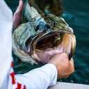 Berkley PowerBait The Champ Minnow Fishing Bait, Green Pumpkin, 2.5in, Irresistible Scent and Flavor, Ideal for Bass and Walleye