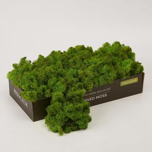 Preserved Reindeer Craft Moss Natural Green DIY Kit Gardenning Art Wall Decor Florist Easter Table Decor Wedding Decor (0.85lb)(Green-03)