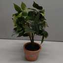 Fake Plant 13" Small Artificial Ficus Plant Faux Ficus Plants Banyan Tree with Rustic Terracotta Pot Silk Plants for Home Decor Indoor Office Living Room Bedroom Shelf Table Centerpieces