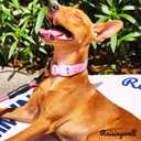 Cute Dog Collar Rainbow Pattern for Boys and Girls Holiday Dog Collars Summer Fall Gift Adjustable for Small to Medium Breed Dogs (Rainbow, S)