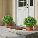 Set of 2 Artificial Boxwood Topiary Ball Trees - UV Resistant Faux Boxwood Potted Plants, Spring Summer Greenery Fake Bushes for Front Door Farmhouse Garden Porch Outdoor Decor
