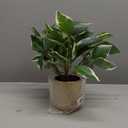 Oairse Articicial Plants Indoor Small Fake Plants in Pots Faux Pothos Nâ€˜ Joy Potted Plant Fake Indoor Plants with Gold Pots for Bathroom Living Room Office Desk Shelves