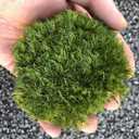 Preserved Pole Moss Pillow Bun Cushion Natural Green Decorative Real Natural Green DIY Kit Gardenning Art Wall Decor Florist Decor Easter Table Decor Wedding