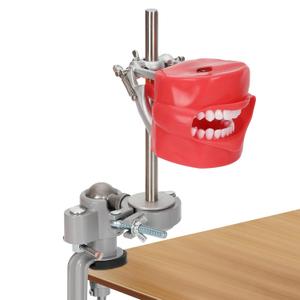 Dental Typodont Mounting Pole Stand, Removable Teeth, 360 Rotating, Fully Adjustable, Compatible with Kilgore, Columbia, Nissin & Frasaco, Ideal for Dental Education and Hands-On Practice (Dental Training Phantom Head)