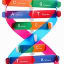 VICASKY DNA Kit Self Double Helix Structure Model 33 x 11.6cm DIY Generic Molecular Model Kit Large-Scale Biological Structure Human Genes Components Science Educational Teaching Tool