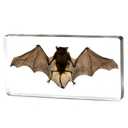 Super Large Taxidermy Bat, Preserved Bats, Real Animal Bat Specimen in Resin for Closer-Look & Study, Novelty Classroom Science Education, for Home Office Display Decor Ornament (8x3.5x1.6-inch)