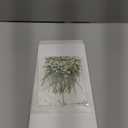 Lasnten 200 Pcs Mini Dried Babys Breath Pressed White Flowers Bulk Real Natural Flat Gypsophila Baby's Breath for Wedding Invitations Card Making Bookmark Candle Resin Art Craft DIY Home Party Decor