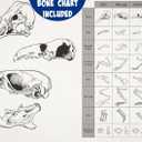 Pioneer Owl Pellet Dissection Kit with Pellets and Tools