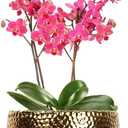 9.8'' Phalaenopsis Orchid Pots with Drainage HolesHammered Decorative Flower Pot for Home, Office, Weddings & Party Dcor
