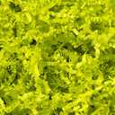 Mefleet 2 LB Crinkle Cut Paper Shred Filler Light Green Crinkle Shredded Paper for Gift Box - Gift Basket Bag Filler - Grass Cushion Stuffing for Christmas Holiday Packaging Wrapping