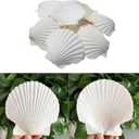 JQAQJU Scallop Shells for Crafts 16Pcs 3-3.5 Inch, White Sea Shells Bulk for Decorating Crafting Beach Home Decor DIY