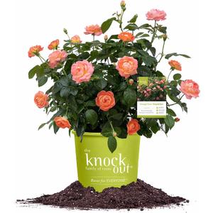 Perfect Plants Orange Glow Knock Out® Rose Bush 3 Gallon | Live Roses | Flowering Shrub