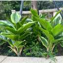 4 Bushes Perennial Hosta Artificial Variegated Green Leave Plant 15.7" Faux Dieffenbachia Tropical Plant Outdoor Shrubs Indoor Yard Decor