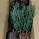 Set of 3 2ft 3ft 4ft Pre-lit Twinkle Christmas Norfolk Pine Tree with 175 LED Light Realistic Artificial Trees with Woven Basket Base Xmas Holiday Decor for Indoor Living Room Home (Norfolk Pine Tree)