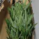 7/8ft Tall Artificial Bamboo Tree 10 Pack, Removable Faux Bamboo Outdoor with Encrypted Silk Leaves for Garden Fence Courtyard Entrance, Privacy Waterproof Fake Plants (7ft/213cm)