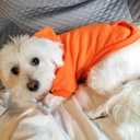 Jecikelon Winter Dog Hoodie Sweatshirts with Pockets Warm Dog Clothes for Small Dogs Chihuahua Coat Clothing Puppy Cat Custume (Orange, XX-Small)