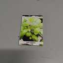 5 x Seeds Genovese Basil Indoor Herb Non GMO Heirloom for Planting