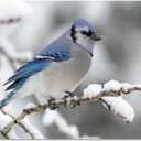 Sbemyenus Vintage Birds Poster Winter Retro Style of Canvas Wall Art Prints Printed Animal Poster Thrush Bird Snow Landscape Nature Photography for Living Room Office Bedroom, 12x18inches Frameless