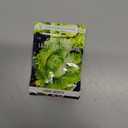 5 x Seeds Crisphead Lettuce Iceberg Green Salad Buttercrunch Heirloom Vegetable Non GMO, BBD 2029