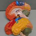 ZENFUN Life-Size Human Brain Anatomical Model, Color-Coded Partitioned Brain, 2 Parts, Anatomically Accurate Brain Model for Science Classroom Study Display Teaching Medical Model