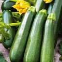 2 x Seeds SunGreen Zucchini Squash Non GMO Vegetable Heirloom for Planting