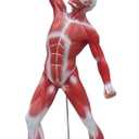 Ultrassist Human Anatomy Muscle Model, 20 Muscular System Figure, Professional Human Muscular Structure for Medical Training and Clinical Demonstration