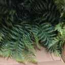 2 Set Fake Ferns with Hanging Baskets, UV Resistant Fake Hanging Ferns Plants, Outdoor Artificial Hanging Plants for Front Porch Garden Balcony Patio Home Decor, No Assembly