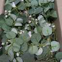 6FT Artificial Eucalyptus Garland with Flowers, 10 White Roses Baby Breath Garland Floral Greenery for Wedding Party Centerpiece Table Runner Backdrop Wall Decor Decoration