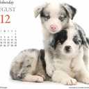 Gladstone Media, Puppies & Friends 2026 Desk Calendar