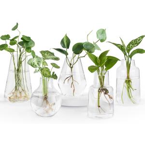 Mkono Propagation Vases for Plants, Set of 5 Small Glass Jar Planters for Hydroponic Cutting Flowers, Plant Station Bud Vases for Centerpieces Home Office Decor Gift (Clear)